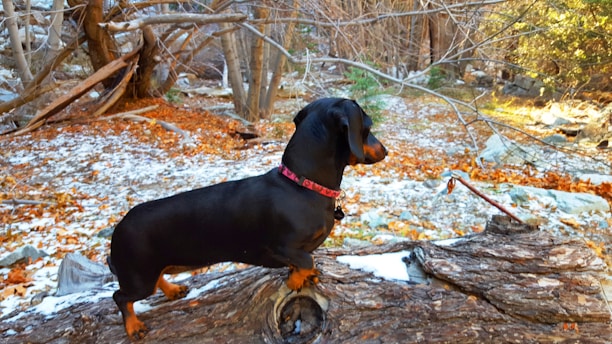 A dachshund stands atop a large, fallen tree trunk in a forest setting. The ground is lightly dusted with snow, and there are scattered brown and orange leaves. Bare trees and branches frame the background, suggesting a late autumn or early winter atmosphere.