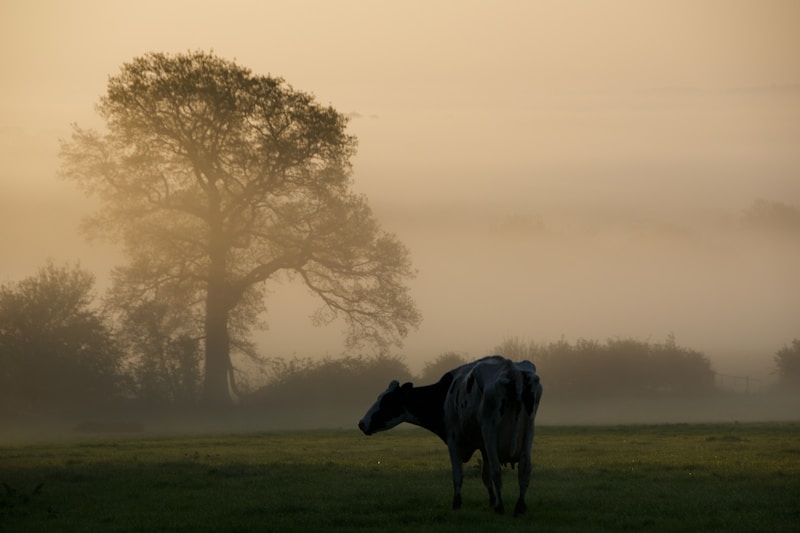 Longdon On Tern