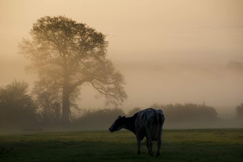 black water buffalo on green grass field