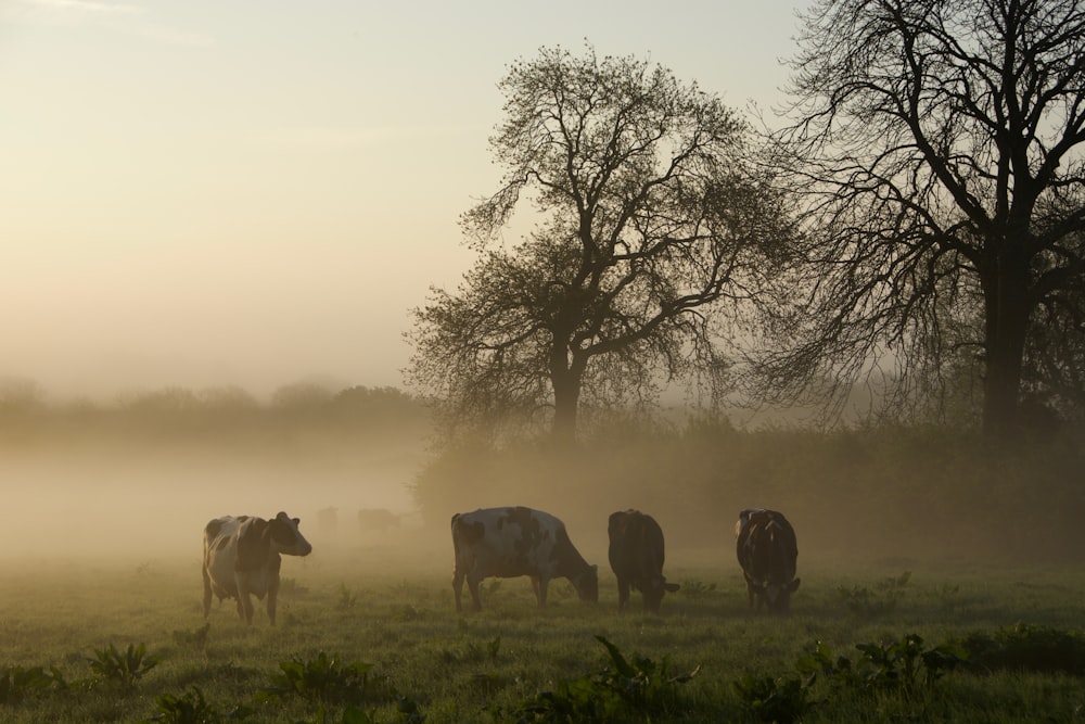 quattro bovini marroni circondati dalla nebbia