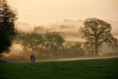 depth with layering for photo composition,how to photograph lone cow in a field , early morning light and mist; elephant on green grasses