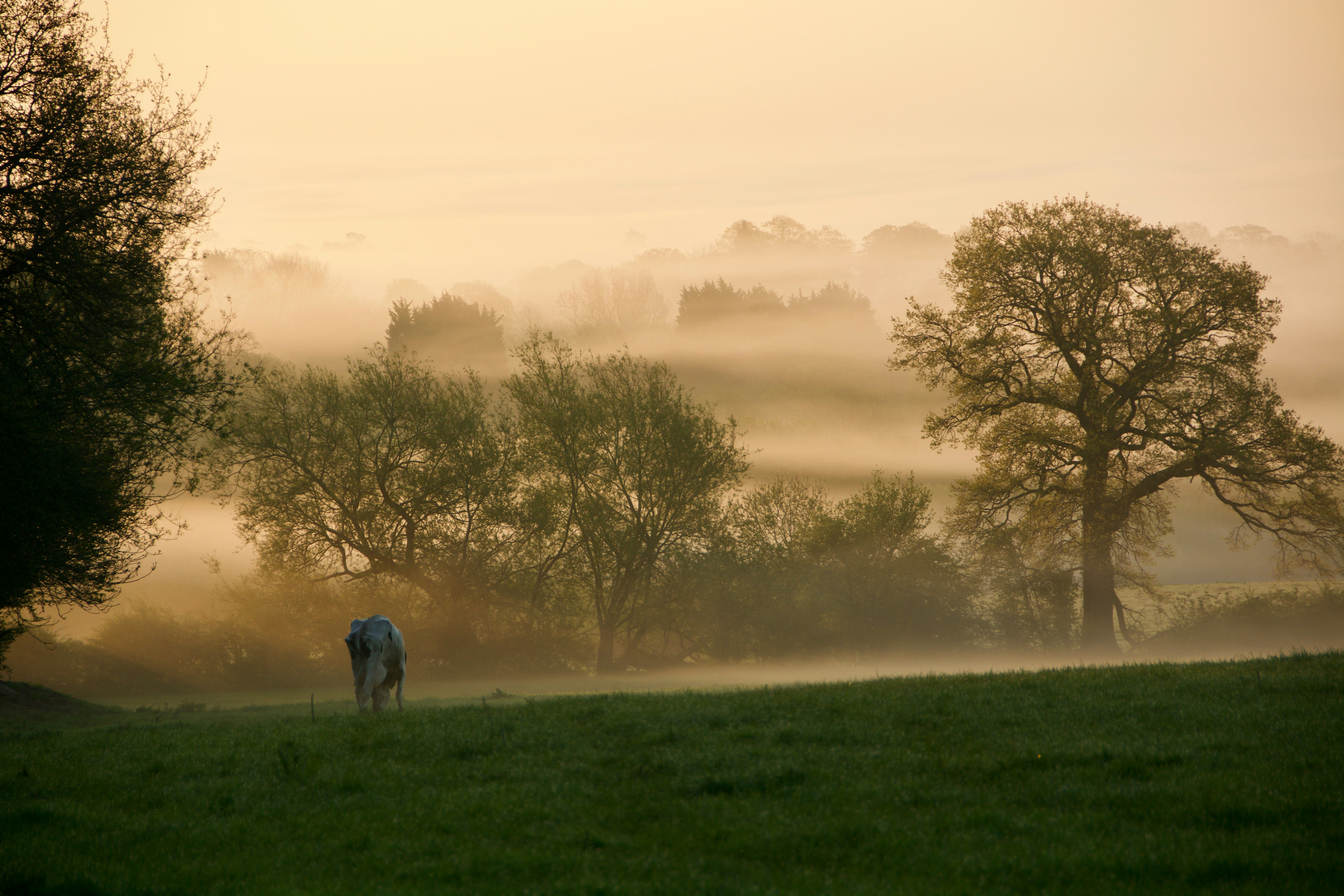 great photo recipe,how to photograph lone cow in a field , early morning light and mist; elephant on green grasses