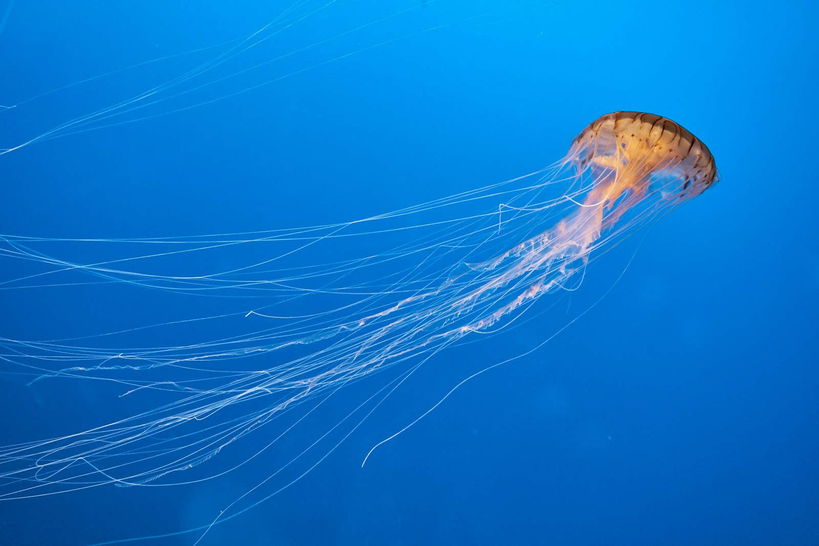 Sony a7 II + Sony Sonnar T* FE 55mm F1.8 ZA sample photo. Jellyfish swimming in body photography