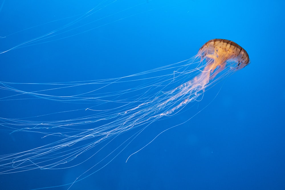 medusas nadando en el cuerpo de agua