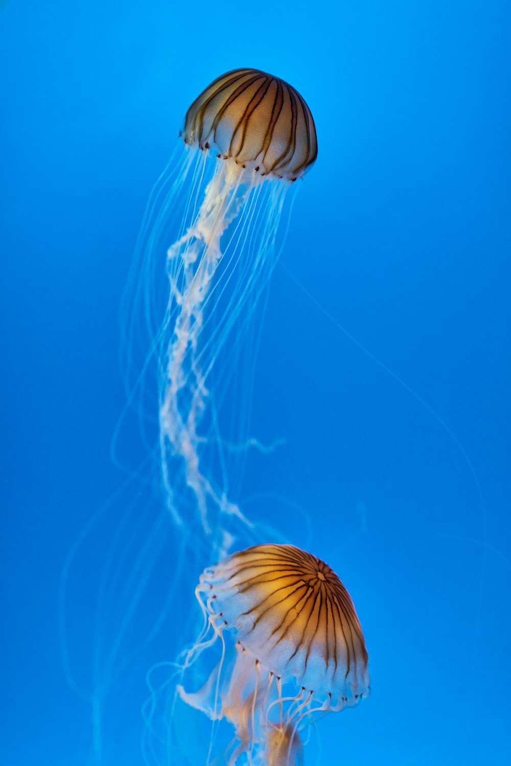 two brown jelly fishes