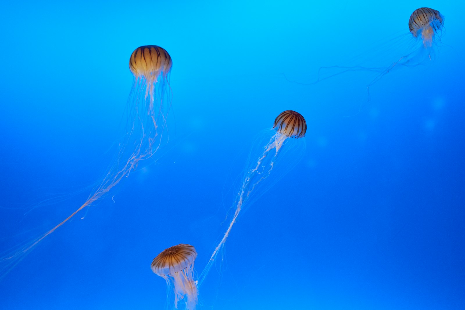 Sony a7 II + Sony Sonnar T* FE 55mm F1.8 ZA sample photo. School of jelly fishes photography