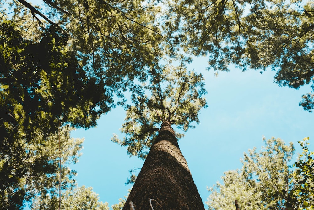 low angle photography of tree during daytime