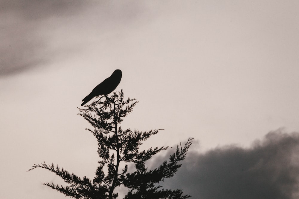 bird on tree