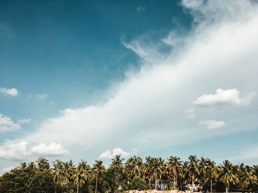 trees under white and blue cloudy sky