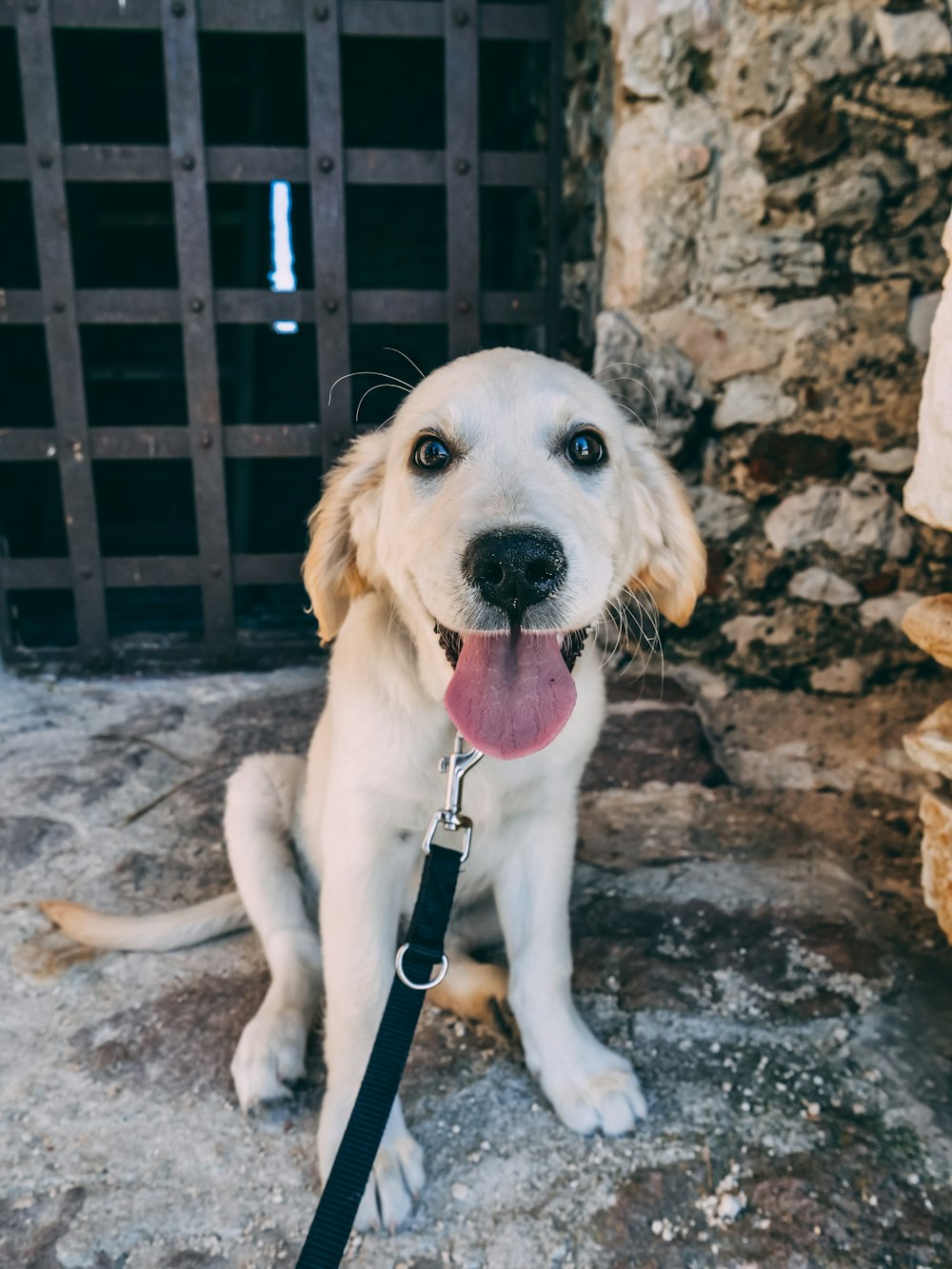 dog sits near pavement