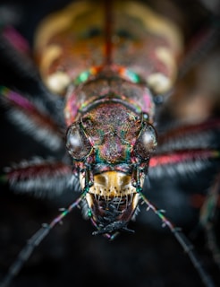 brown and black bug