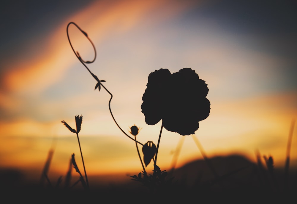silhouette di piante al tramonto