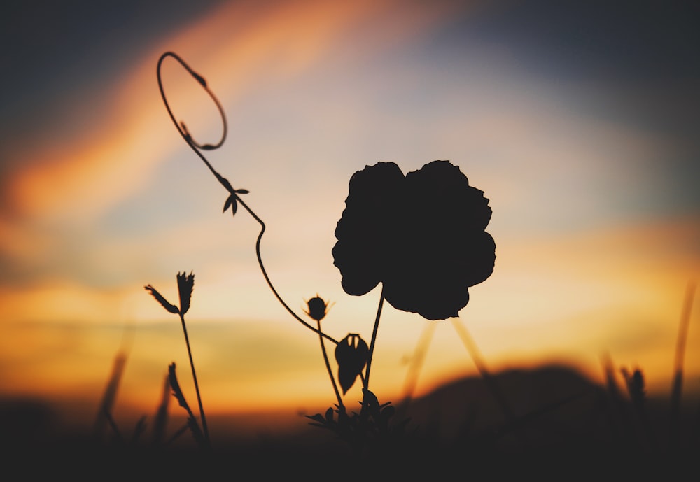 silhouette of plants at sunset