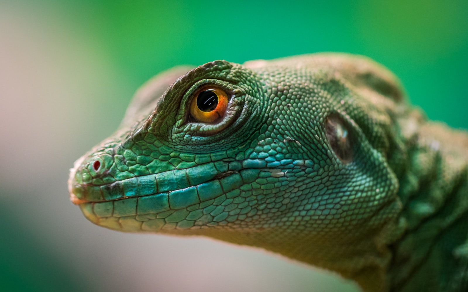 Sony a7R II + Canon EF 100mm F2.8L Macro IS USM sample photo. Green lizard photography