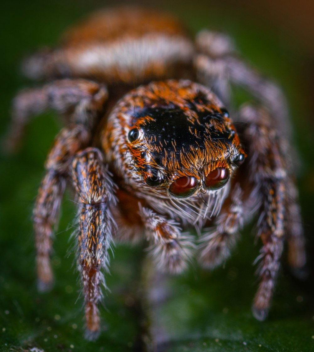 葉上の茶色のクモの選択焦点写真