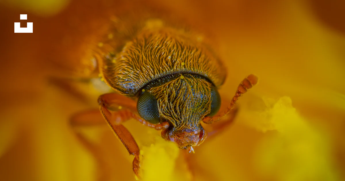 Teal Insects Macro photography of teal and brown fly photo – Free Insect Image on ...