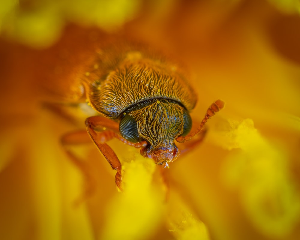 macro photography of teal and brown fly