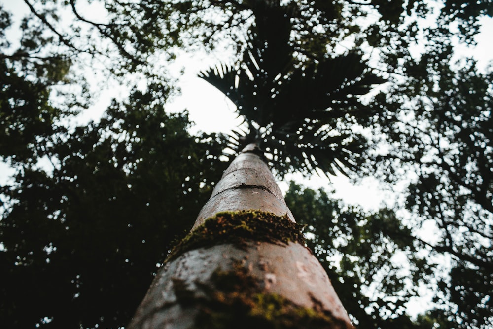 Blick aus der Wurmperspektive auf den Baum bei Tag