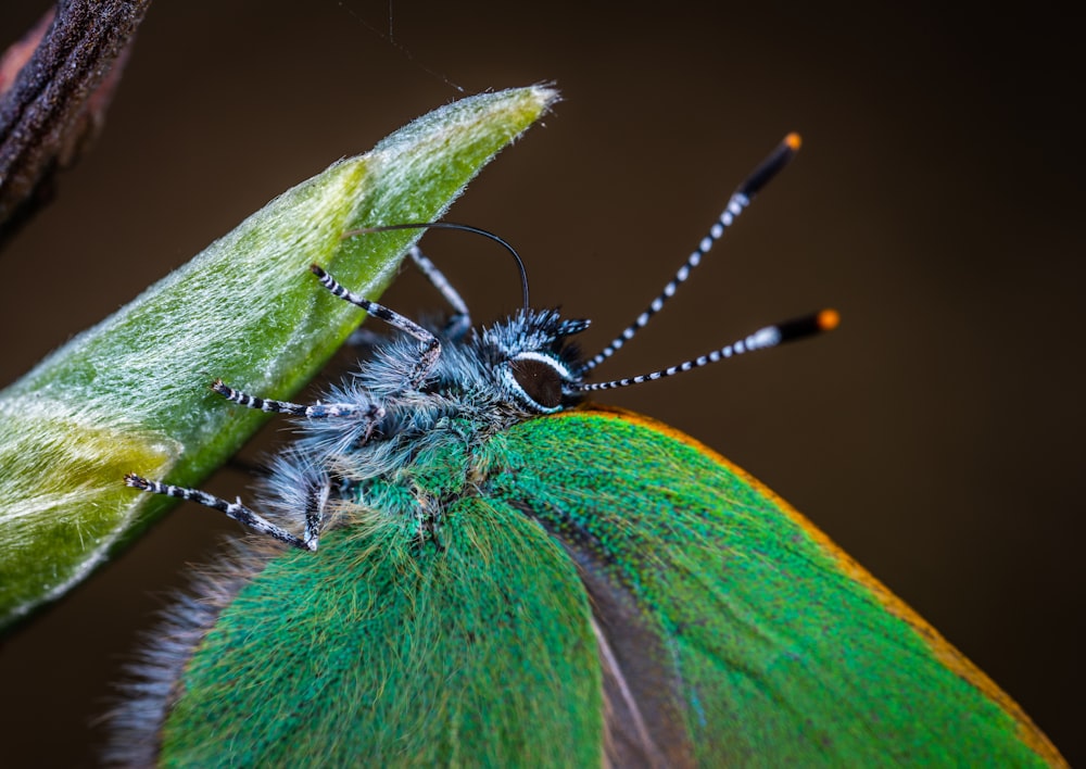 green and blue butterfly