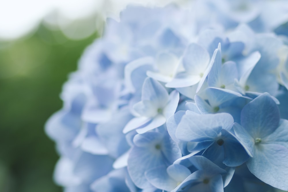 selective focus photography of teal petaled flowers