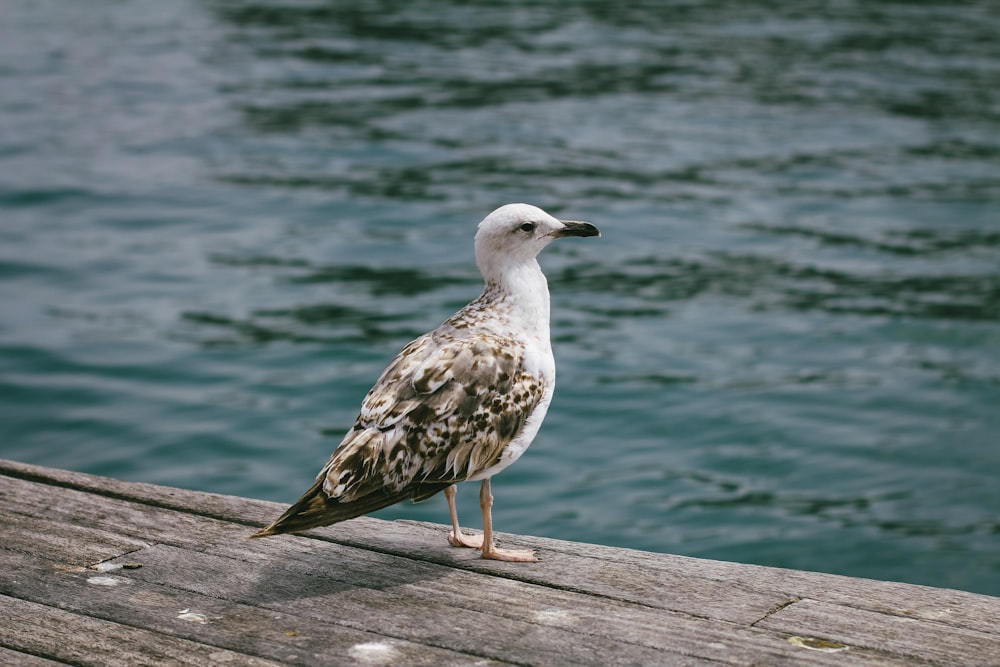 white and black bird on dock