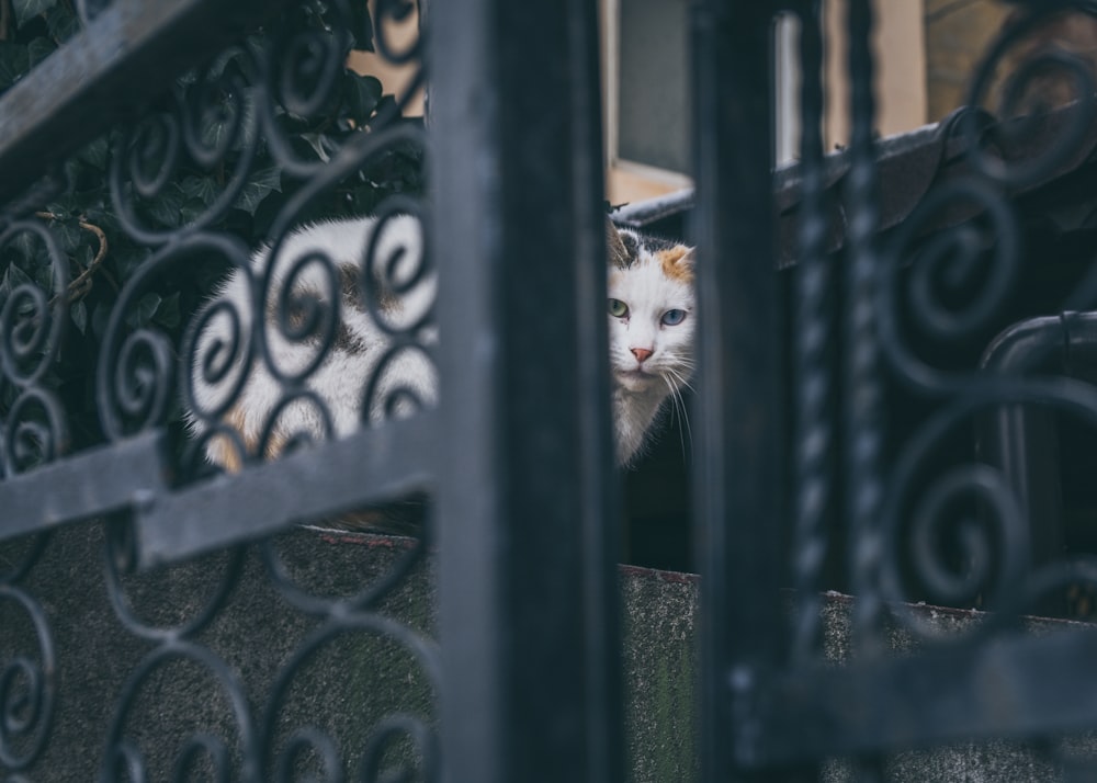 white and gray bi-color cat