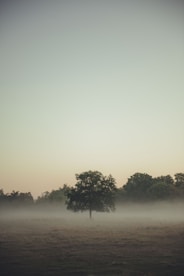 Campo com nevoeiro.Árvore solitária. Sozinha. Inspira reflexção,autoconhecimento,autoliderança