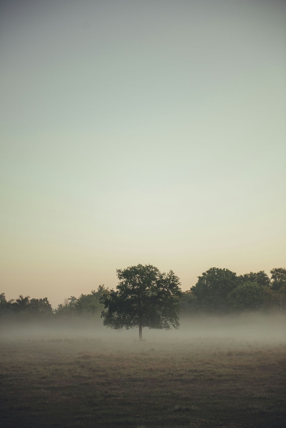 Grüner Baum auf brauner Wiese am Tag