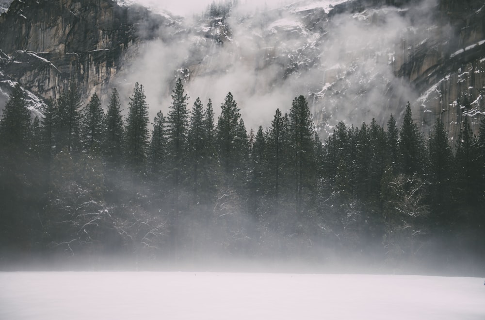 trees covered by fog