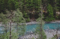 Río Frío’s clear waters winding through thick jungle with birds flying overhead.