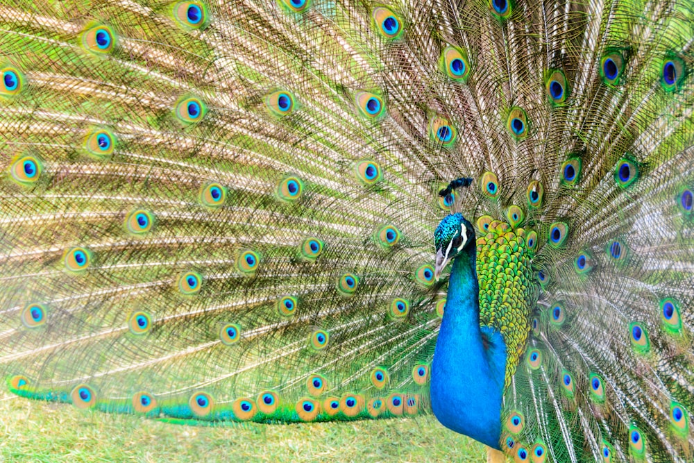 photo of peacock