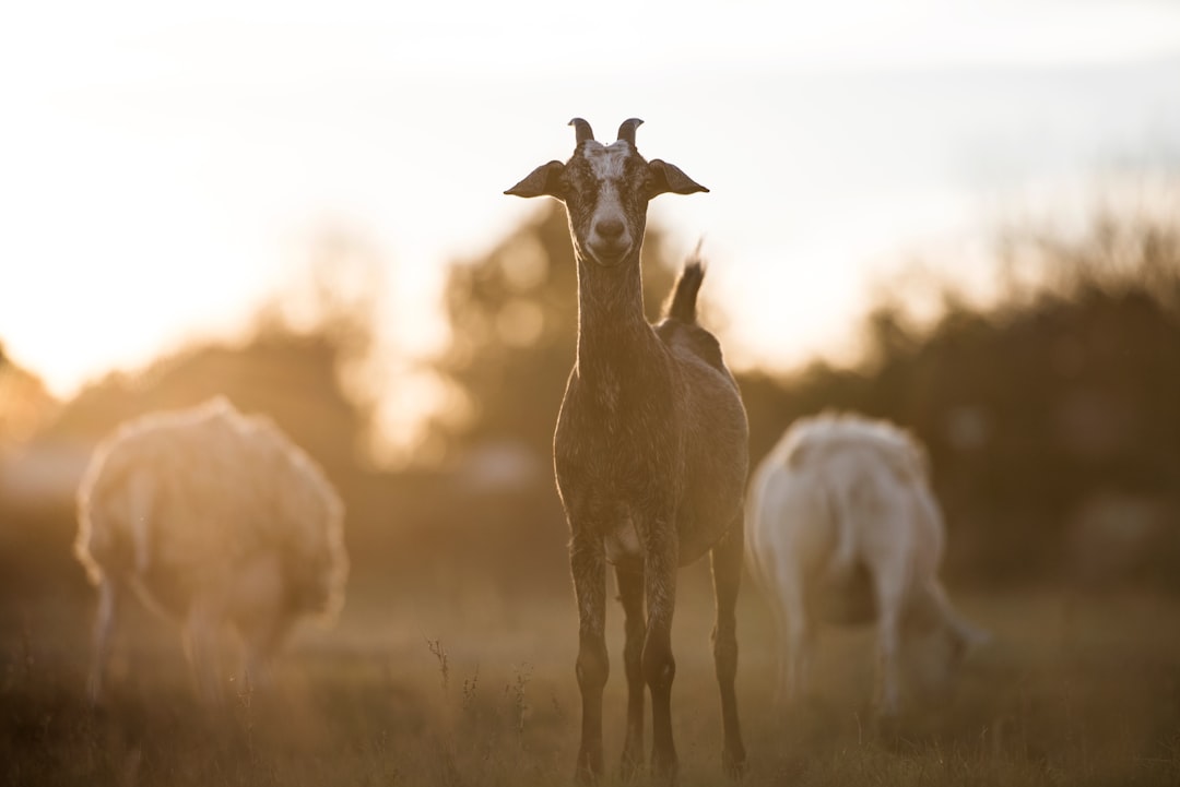 Молоко рога. Козье молоко. Goat Oil.