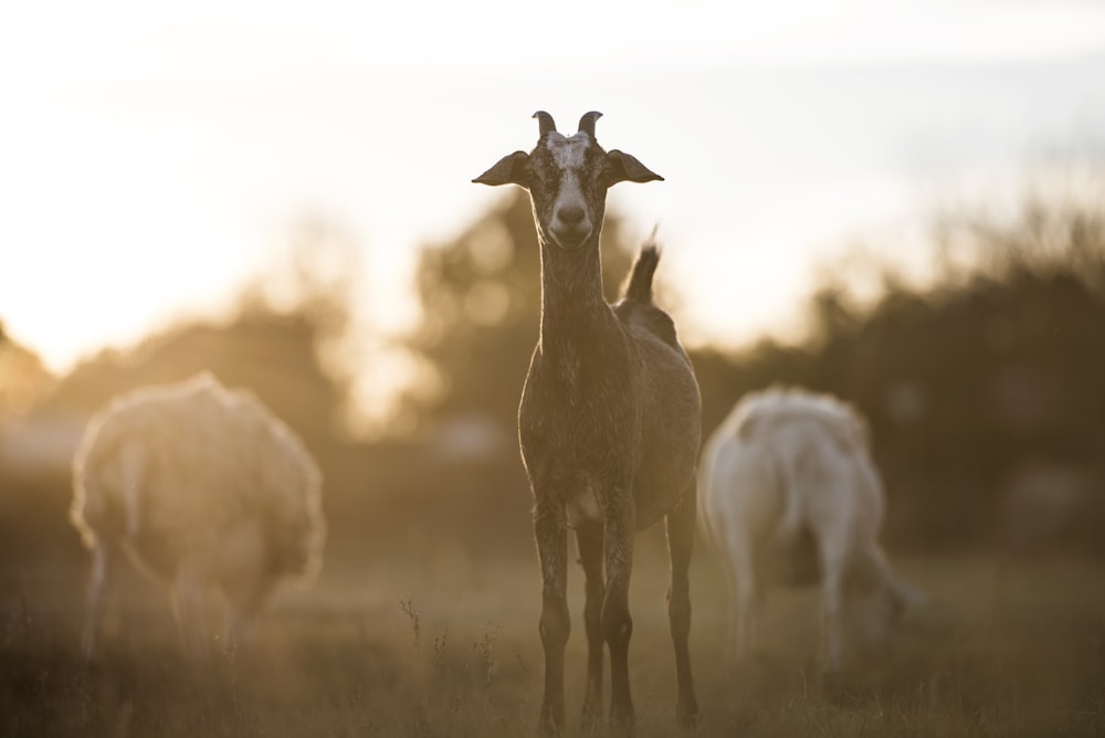 brown and white goat during daytime