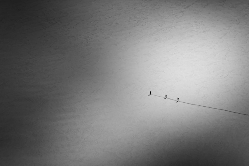 Un gruppo di uccelli seduti sopra un filo