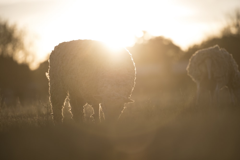 two white sheep on field during sunrise