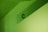 green painted wall