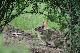 selective focus photography of gray Hare
