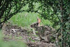 selective focus photography of gray Hare