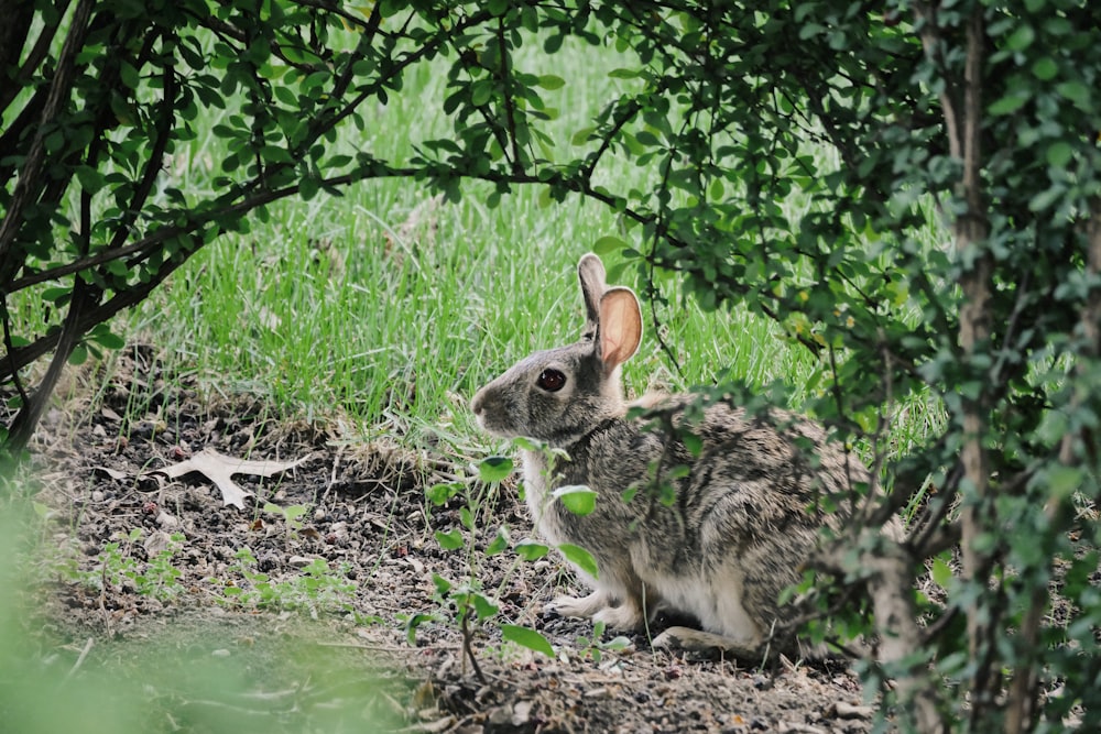 selective focus photography of gray Hare