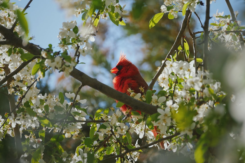 red bird