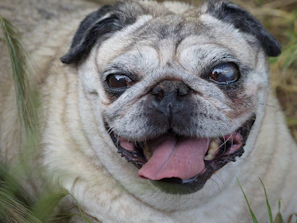 A joyful pug running through a green backyard with ears flapping and tail wagging