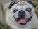 A playful pug enjoying a sunny park with a bright blue sky overhead.