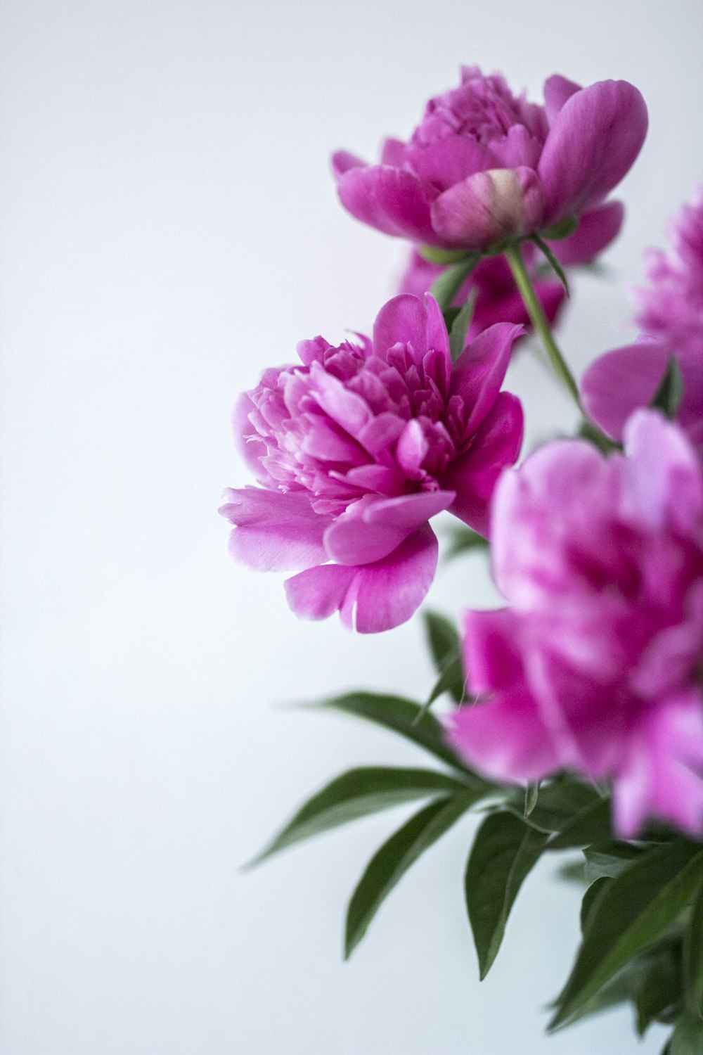 白い背景に紫色の花びらの花