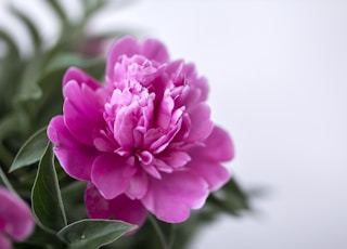 closeup photography pink and white petaled flower