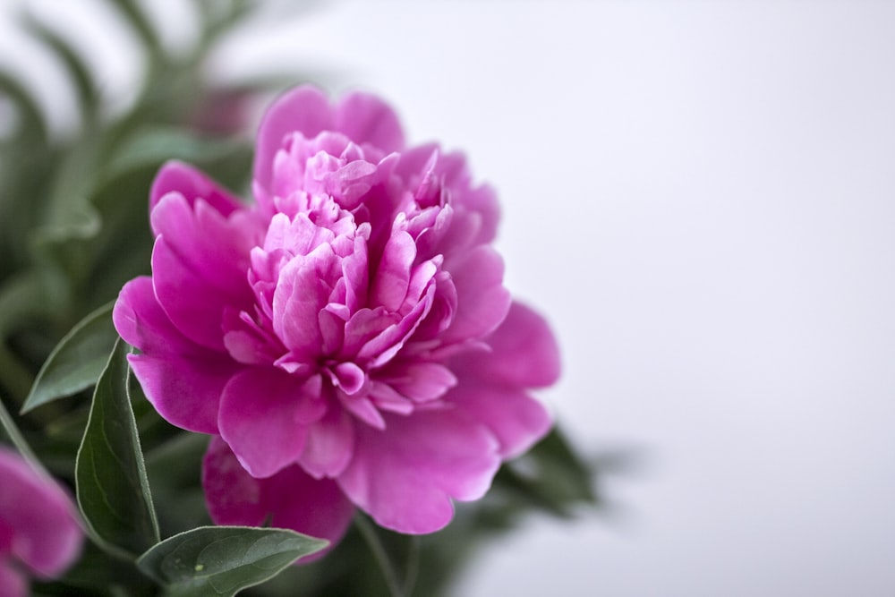 Fotografía de primer plano Flor de pétalos rosas y blancos