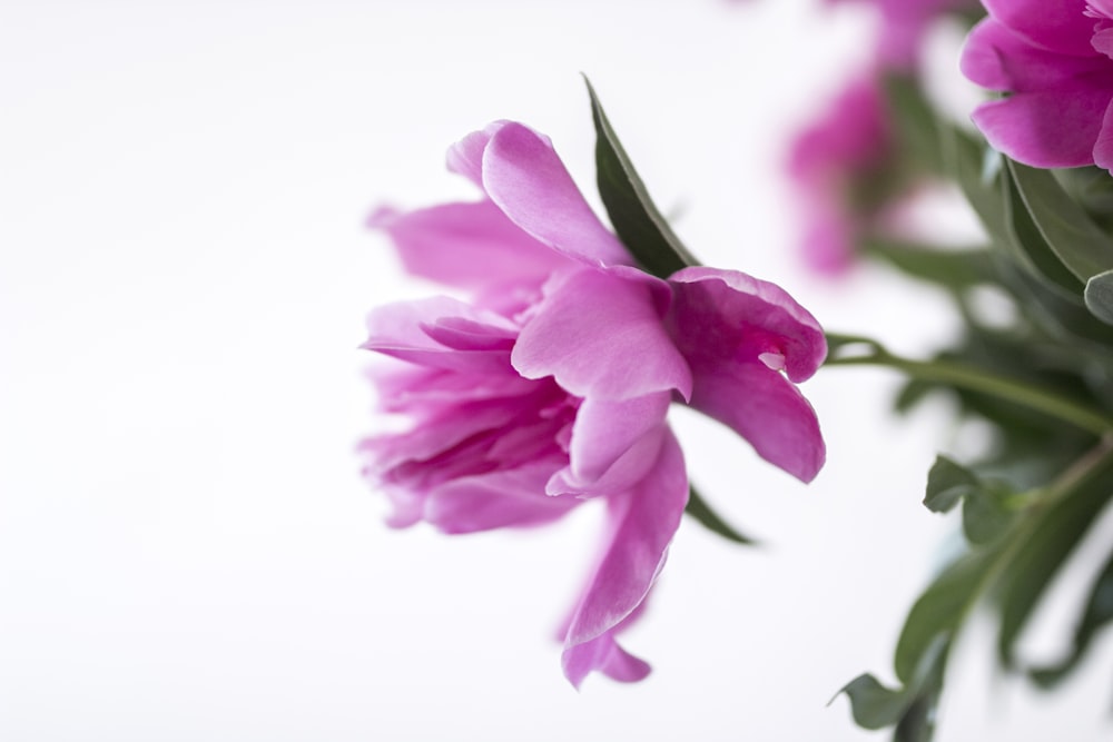 closeup photography of pink petaled flower