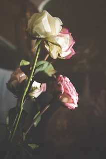Elegant bouquet of imported Ecuadorian roses in soft natural light