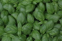 green leaf plants