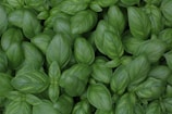green leaf basil herb plants