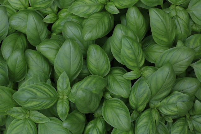 green leaf basil herb plants